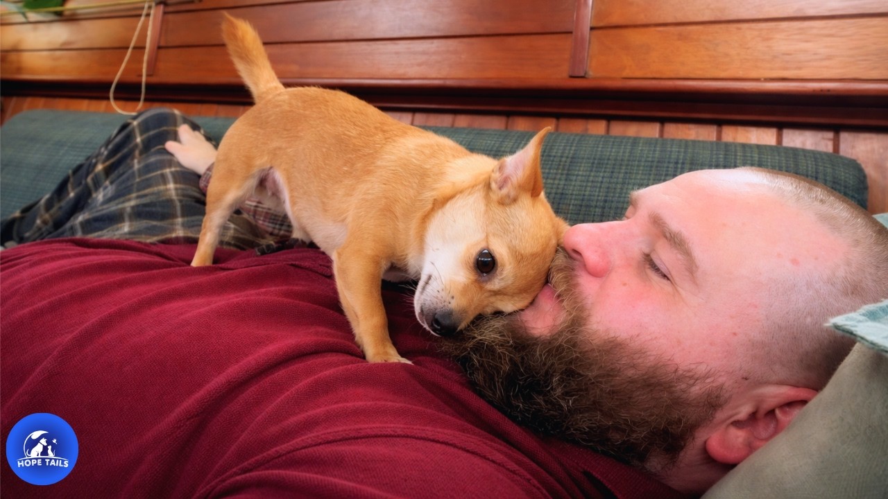 Chihuahua som også er sparebøsse men Big Man Adopts Tiny Chihuahua… Then One Day, He Came Home To This