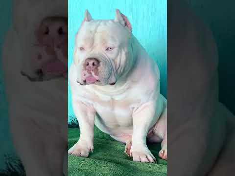 كلب بيتبول ضخم تريند اليوم كلب البيتبول