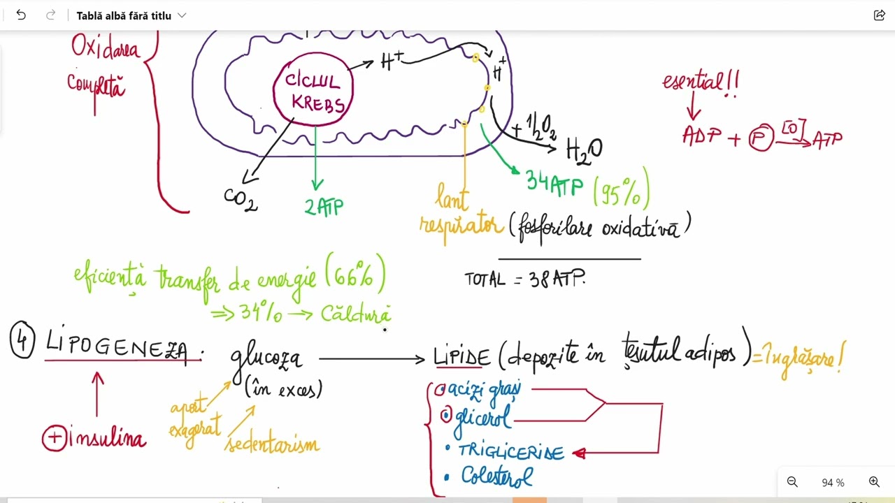 Metabolismul intermediar glucidic