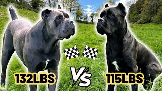 Are BIG Dogs Fast? 2 Cane Corso Brothers Race Challenge | Training, Playing, Eating, Farm Life