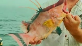 Hogfish Feeding Frenzy Offshore Fishing Florida