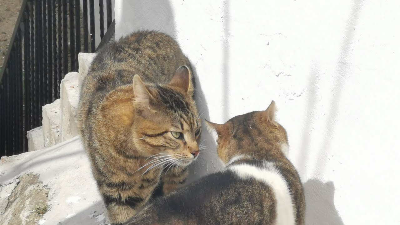 Cat Behavior Problems and Solutions - YouTube