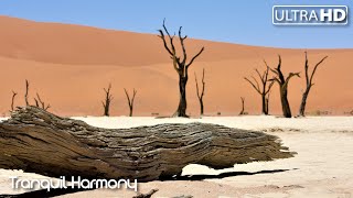 Soft Music for Deep Relaxation | Tranquil Harmony to Calm Your Mind