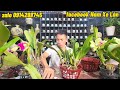 CГЎch Tб Trб Ng Lan Cattleya TбєЎi NhГ Rất ДђЖЎn GiбєЈn Nam Xe LДѓn CГЎch Tб Trб Ng Lan Cattleya TбєЎi NhГ Rất ДђЖЎn GiбєЈn Nam Xe LДѓn