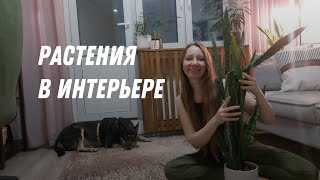 видео: Уютный интерьер с комнатными растениями / советы по расстановке и декору картинка: Уютный интерьер с комнатными растениями / советы по расстановке и декору