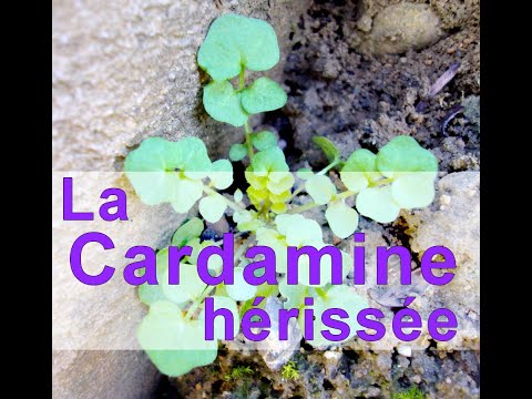 Plante sauvage d&rsquo;hiver Goûtez la Cardamine Hérissée !