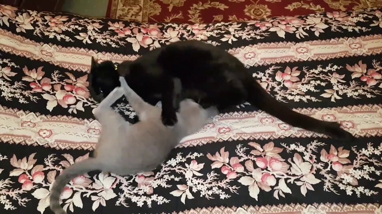 funny cats sleeping in weird positions compilation 2014 funnyplox funny new kitten playing