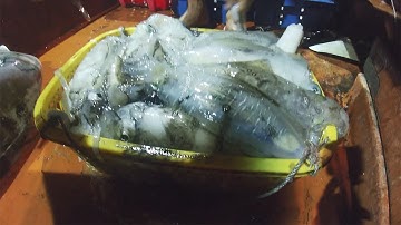 CÂU MỰC CÔN ĐẢO - Chuyến Câu Mực Lớn P13 |Câu Mực Biển Tây #61