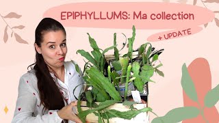 Epiphyllums 1 an après - Ma collection