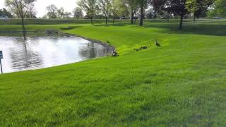 Cedar Rapids gaggle of springtime babies