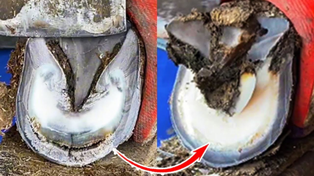 Wonderful hoof trimming video, trimming donkey hooves like snowflakes ...