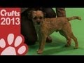 Border Terrier - Best of Breed - Crufts 2013 の動画、YouTube動画。