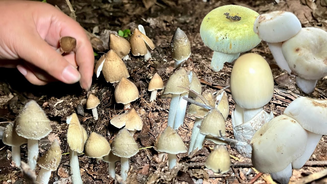 เก็บเห็ดปลวกงามๆ เห็ดระโงก เห็ดไค หมานหลายเห็ดมื้อนี้