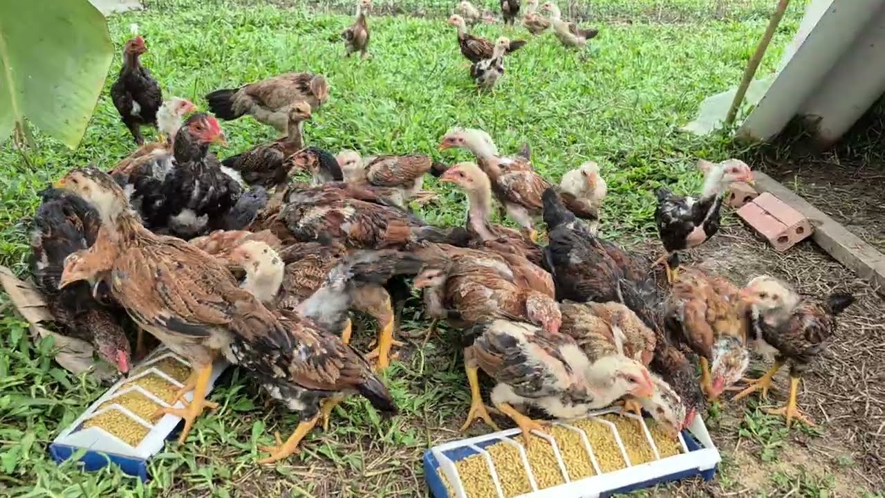 Cho gà ăn buổi chiề,u