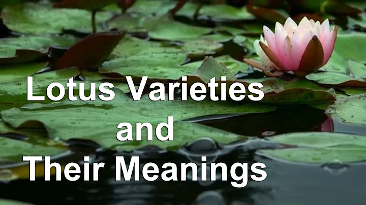 Lotus Flowers Varieties and Their Meanings - DayDayNews