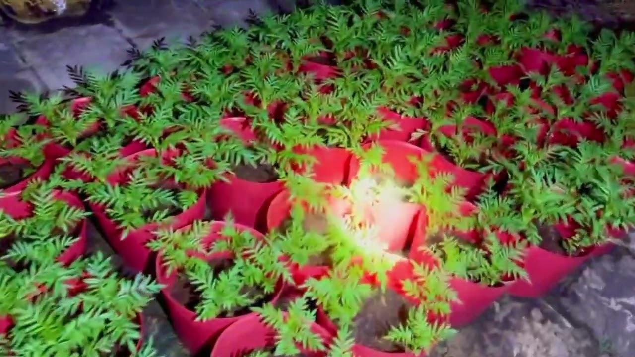 [Hoa tết 2026] Hỗn hợp biến hình cho hoa vạn thọ