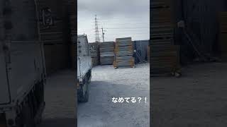 足場班と鳥の戦い！！#short