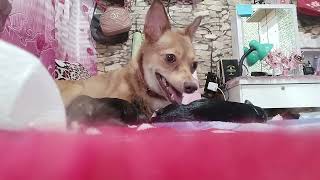 Nanganak ang akin furbaby ko si Sumiya kaya lang ang tagal niya manganak 
