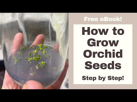 Video: Klijanje sjemena orhideje: Možete li uzgojiti orhideju iz sjemena