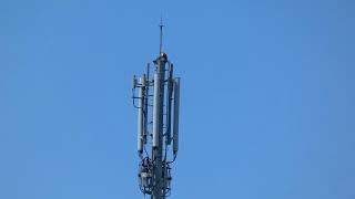 A Pair of Eastern Buzzards around a Cell Tower in Mid Summer by sigma1920HD 3 views 1 day ago 1 minute, 4 seconds