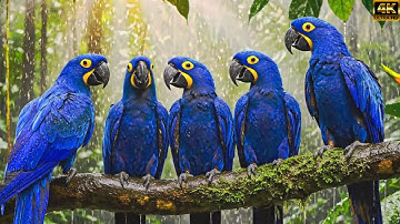 TOP 15 De meest kleurrijke, vreemdste en zeldzaamste vogels van Ierland, aflevering 2076