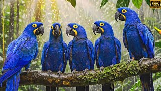 TOP 15 The Most Colorful, Strangest & Rarest Birds Of Ireland Ep.2076