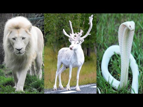 10 सफ़ेद जानवर जिन्हें देखने के लिए नसीब लगता है ,आप भी जरुर देखलो || 10 White Animals In The World