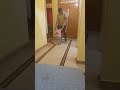 anaya dancing with father😍