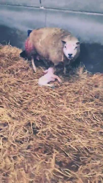 #Beltex #lambingtime