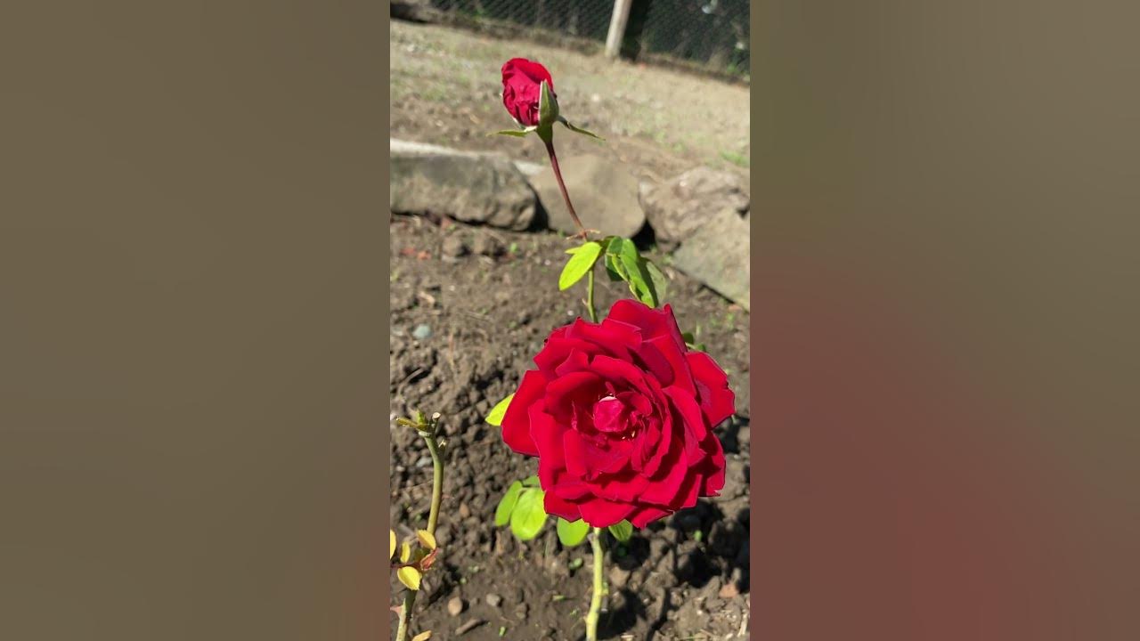 Бургунд 81 Роза - YouTube