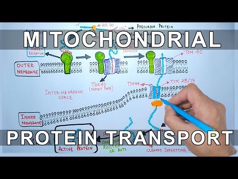 Protein Transport into Mitochondria