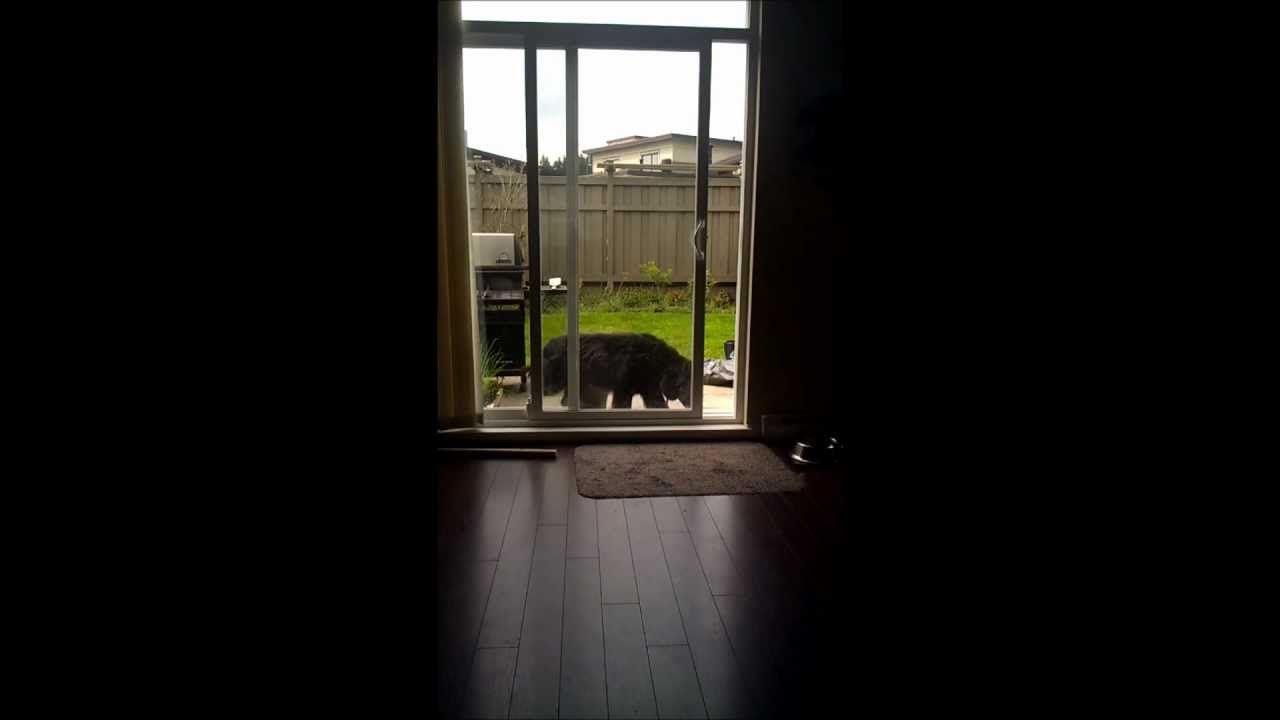 Dog Opens Sliding Patio Door YouTube