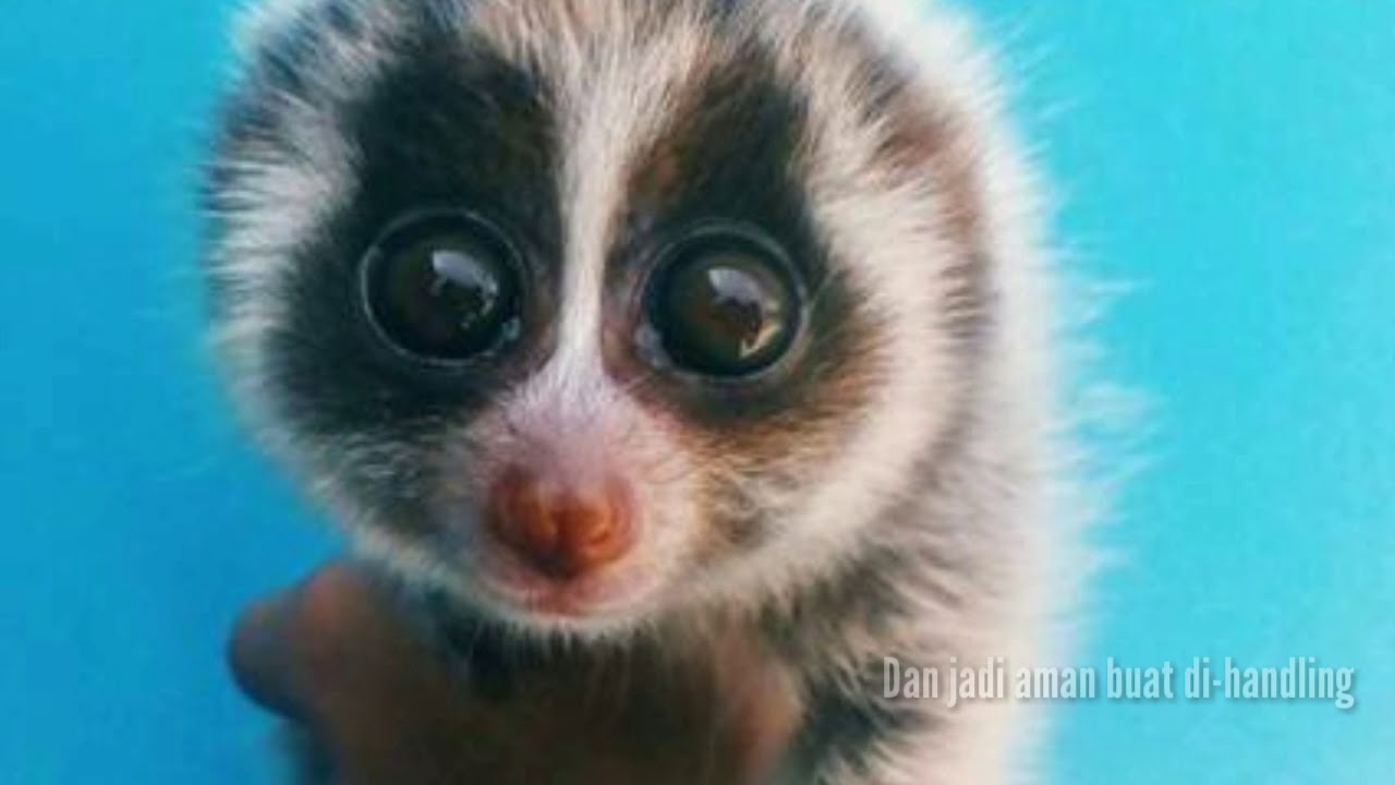 Cara Supaya Kukang Jinak Youtube