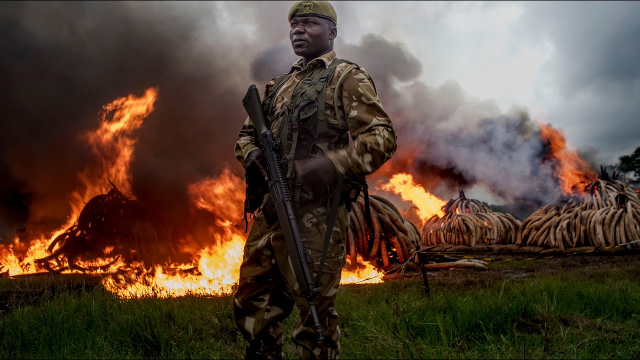 Ivory Buring BURNING IVORY - YouTube