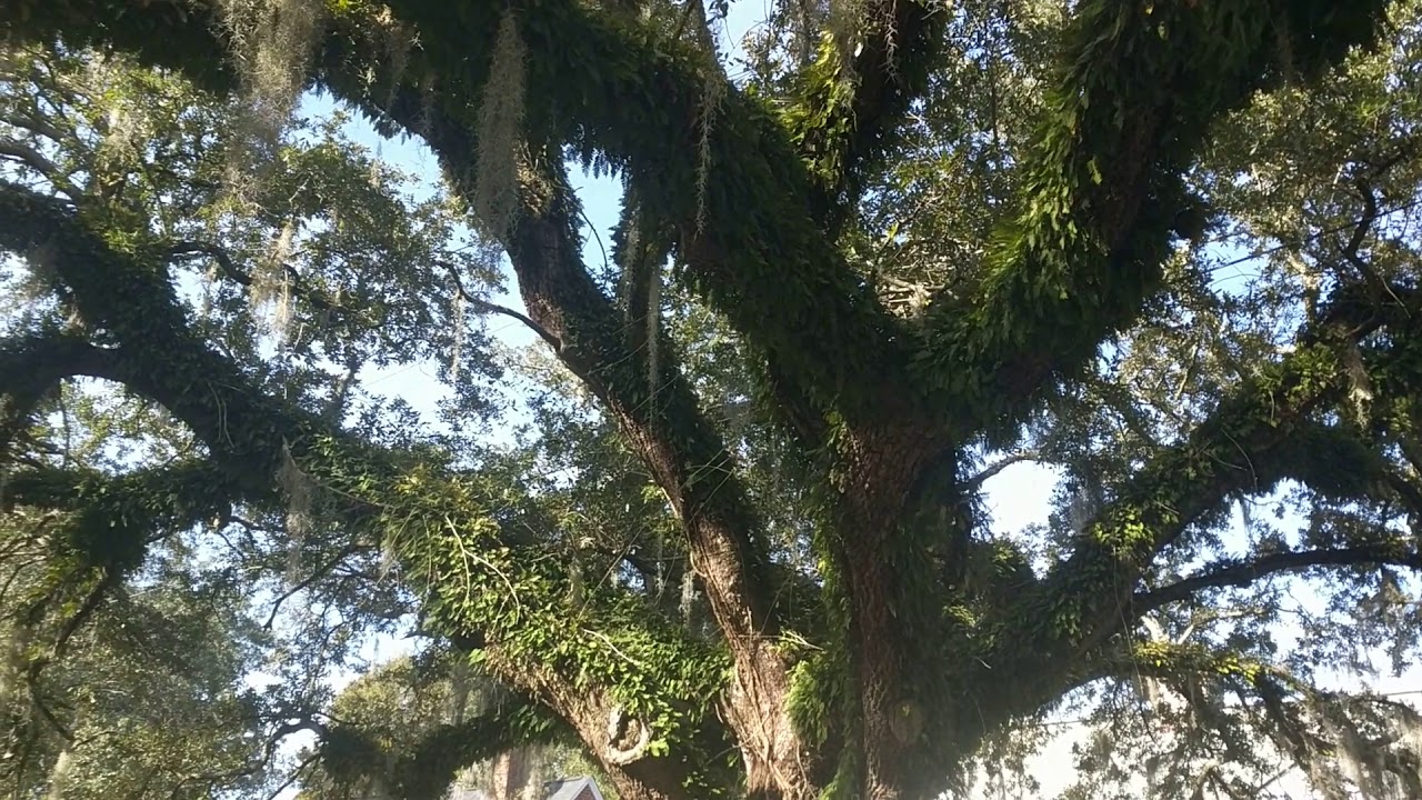 Just A tree lined street