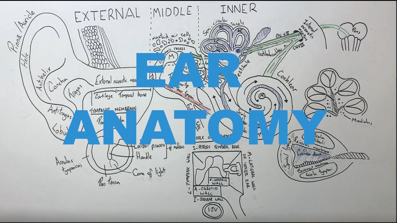 EAR ANATOMY YouTube