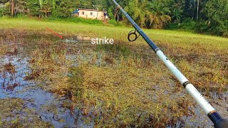 ഒര അടപള Strikes