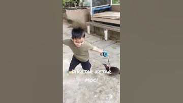 dikejar berang berang #otter #funny #berangberang #shorts #cute #video