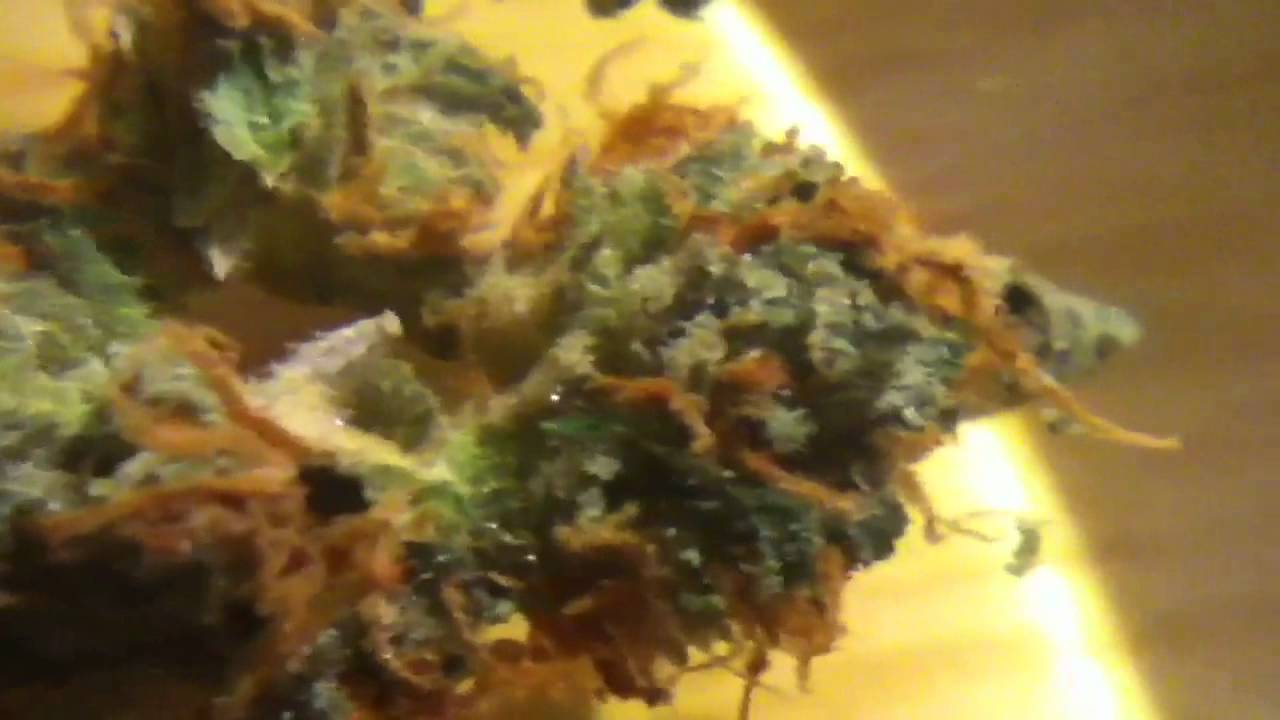 ABUSIVE OG (close up)