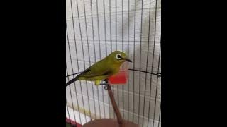 Suara pikat burung pleci   ngecir Ampuh buat pleci susah turun 