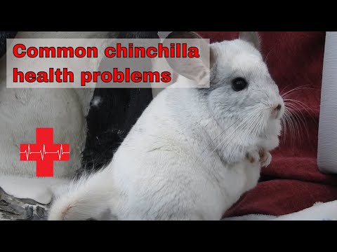Video: Bệnh Chinchilla thường gặp
