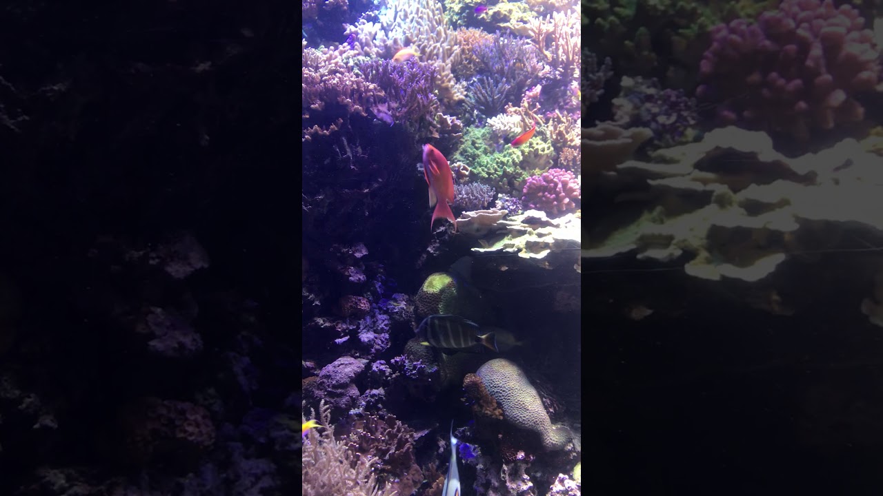 Shedd Aquarium Wild Reef exhibit 32118 YouTube