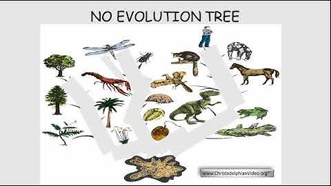 Evolution Vs Creation   What do the Fossils Tell Us