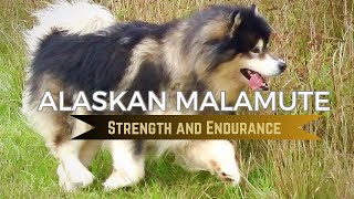 STRENGTH & ENDURANCE - Alaskan Malamute.