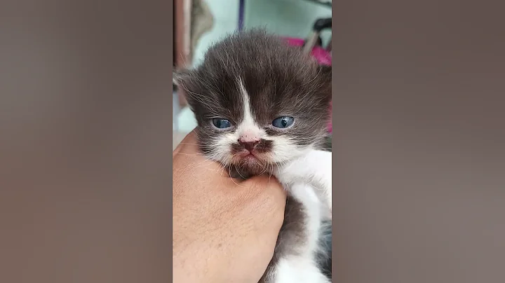 Video 11822761: kucing cat kitten persia, kitten kucing catlover