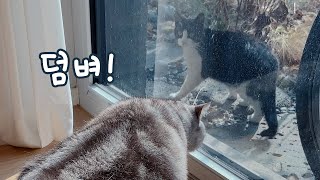 A strange cat appeared at home! by 수리노을SuriNoel 29,099 views 4 weeks ago 3 minutes, 29 seconds