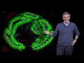 Arnold Kriegstein (UCSF) 2: Cerebral Organoids: Models of Human Brain Disease and Evolution