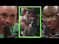 Joe Rogan & Kamaru Usman Review Askren/Lawler