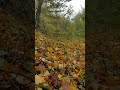Осень, Калининградская область