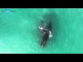 Whale Coast Cetacean Project video